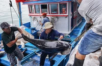 Xuyên Tết bám biển, ngư dân miền Trung trúng đậm cá ngừ đại dương