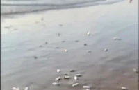 Hàng ngàn con cá trích dạt vào bờ biển Khánh Hòa