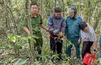 1 người dân ở Khánh Hòa bắt gặp con tê tê trên đường đi làm rẫy