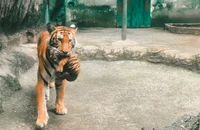 Thảo Cầm Viên Sài Gòn mừng ‘đầy tháng’ 2 hổ con Bengal
