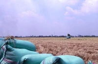 Hậu Giang: Thêm 2 ‘cò lúa’ lừa đảo tiền cọc bị bắt