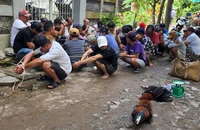Công an ập vào sới gà, nhiều người nhảy xuống ao 