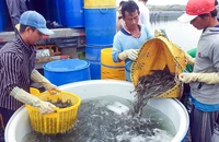 Xuất khẩu thủy sản Việt Nam còn nhiều thách thức 