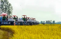 Festival Lúa gạo Việt Nam lần thứ 6 sẽ tổ chức tại Hậu Giang