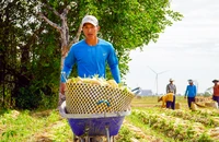 Sóc Trăng: Nông dân Vĩnh Châu phấn khởi thu hoạch củ cải trắng