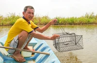 Tôm cua ở Kiên Giang chết do nắng nóng