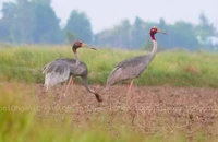 Sếu đầu đỏ về Kiên Giang