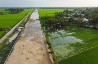 Gần 3ha lúa ở Hậu Giang nhiễm mặn chết không phải do cát san lấp cao tốc