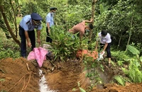 Dịch tả heo châu Phi lan rộng, đã có 230.000 con bị tiêu hủy