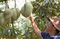 Bộ trưởng: 'Đừng để sầu riêng đi vào vết xe đổ như vú sữa Lò Rèn'