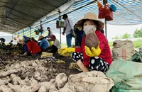 Sắp xuất khẩu chính ngạch lô khoai lang đầu tiên sang Trung Quốc