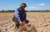 Thủ tướng yêu cầu cấp bách ứng phó với nguy cơ nắng nóng, hạn hán