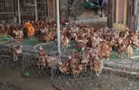 Gà sống thải loại ồ ạt vào Việt Nam, mỗi tháng hàng chục ngàn tấn