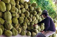Vì sao nông sản Thái Lan bán sang Trung Quốc nhiều gấp 2 Việt Nam?