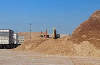 Bị 'giam' hơn 6.000 tỉ đồng tiền thuế, công ty gỗ tiếp tục kêu cứu