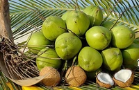 Trung Quốc sắp kiểm tra vùng trồng dừa Việt Nam để đánh giá việc ký Nghị định thư