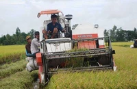 Giá gạo tăng kỉ lục, Việt Nam nâng diện tích lúa ở ĐBSCL 