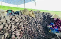 Bộ trưởng: 'Mỗi khi dùng từ giải cứu, nông sản liền rớt giá'