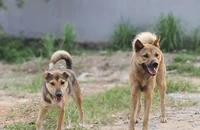 Tử vong do bệnh dại tăng, đề xuất xử lý nghiêm người thả rông chó