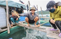 Đang xác minh thông tin 'Trung Quốc dừng nhập khẩu tôm hùm bông'