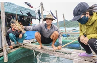Đã rõ lý do tôm hùm bông Việt Nam xuất sang Trung Quốc bị ách tắc 