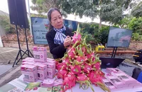 Trung Quốc sản xuất 1,6 triệu tấn thanh long/năm, thách thức lớn với thanh long Việt Nam