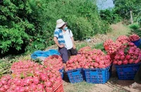 Đậu bắp, thanh long có thể bị EU tạm dừng nhập khẩu