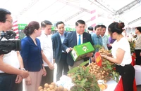 'Nhãn lồng Hưng Yên hương vị tiến vua' đến với người tiêu dùng Hà Nội