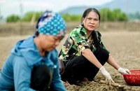 Nông dân có lợi nhuận cao nhất Việt Nam: Hơn 20 tỉ đồng