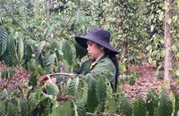 Việt Nam hình thành nhiều vùng sản xuất nông nghiệp hàng hoá quy mô lớn