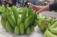 Chợ 25 Tết, 350.000- 500.000 đồng/nải chuối xanh