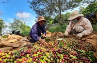 Thực phẩm xuất khẩu của Việt Nam bị EU cảnh báo