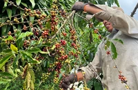 Xuất khẩu cà phê Việt Nam với giá cao kỷ lục, thị trường sôi động