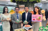 Trái bưởi Việt Nam chính thức được bán tại hệ thống siêu thị của Hàn Quốc
