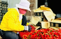 Chanh leo, ớt, tổ yến... Việt Nam xuất khẩu chính ngạch vào Trung Quốc