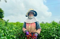 Nông sản Việt có thêm 'giấy thông hành' vào thị trường tỉ dân Trung Quốc