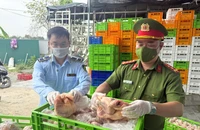14.000 con gà đông lạnh không rõ nguồn gốc chuẩn bị tuồn ra thị trường Hà Nội
