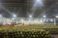 Xuất khẩu sang Trung Quốc xuống dốc, ‘vua trái cây’ kêu cứu