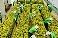 Thêm cơ hội mới cho sầu riêng Việt nhưng phải chung tay bảo vệ uy tín, chất lượng sản phẩm