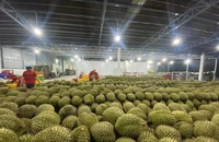 Sầu riêng Việt Nam vừa có thêm cơ hội bán sang Trung Quốc 