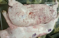Đóng dấu kiểm dịch sai với heo bệnh của Công ty C.P: Yêu cầu xác minh trước 5-6