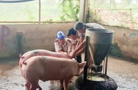 Bộ NN&MT: Đề nghị các tỉnh xử lý nghiêm việc giết mổ heo bệnh