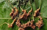 300 triệu đồng/kg củ sâm Lai Châu, nhiều người săn lùng 