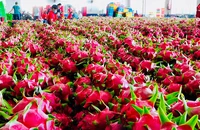 Thanh long, hồ tiêu 'tắc đường' sang châu Âu, doanh nghiệp kiến nghị khẩn