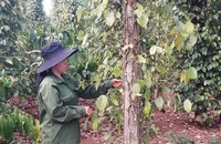 Giá tiêu bứt phá, nông dân và doanh nghiệp phấn khởi nhưng...
