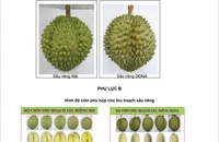 Mở đường lớn cho 'vua trái cây' sầu riêng vươn xa