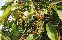 Nhiều lô hồ tiêu xuất khẩu bị 'kẹt' vì chờ giấy chứng nhận y tế