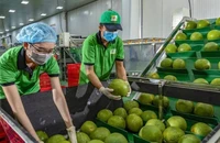 Quả bưởi của Việt Nam chính thức được xuất khẩu sang Úc
