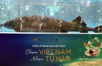 Cá tầm 50kg lớn nhất Lai Châu được đấu giá 102 triệu đồng 