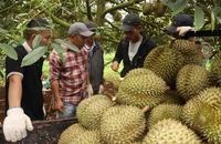 Phó Thủ tướng chỉ đạo làm rõ trách nhiệm vụ sầu riêng ùn ứ vì phòng thí nghiệm tạm ngưng